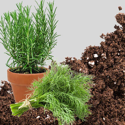 kraeutererde bubblenavibild